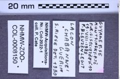 Etiketten zu Lacon chabannei (NHMW-ZOO-COL-0008150)
